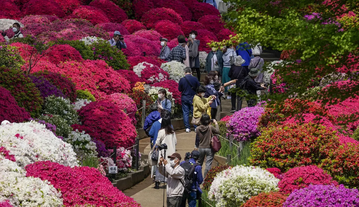 <p>Pengunjung yang mengenakan masker berjalan melalui taman azalea di kuil Shinto, Tokyo pada 21 April 2022. Mereka ingin berfoto di tengah semarak semak yang bersemi cerah, dan berjalan santai di antara varietas azalea. (AP Photo/Kiichiro Sato)</p>