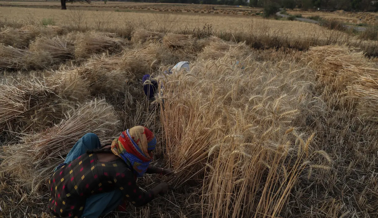 Petani India memanen tanaman gandum di desa Ganeshpur, di distrik Sonbhadra, negara bagian Uttar Pradesh, India (11/4/2021).  Kementerian Pertanian & Kesejahteraan Petani mengatakan output gandum di India diharapkan naik 1,3 persen pada tahun panen hingga Juni 2021. (AP Photo/Rajesh Kumar Singh)