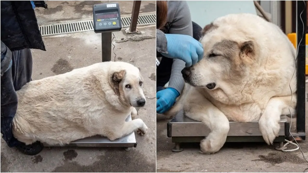 Anjing Alami Obesitas Punya Berat Badan 100 Kg, Tak Mampu Bangun Sendiri