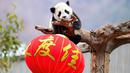 Seekor panda beristirahat di dalam kandangnya dengan sebuah lentera merah yang didekorasi untuk Tahun Baru Imlek di provinsi Sichuan, China, 31 Januari 2019. 11 anak panda yang lahir pada 2018 diperlihatkan kepada publik untuk menyambut Imlek. (STR/AFP)