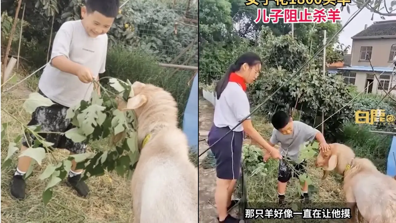 Bocah Selamatkan Kambing dari Tukang Jagal