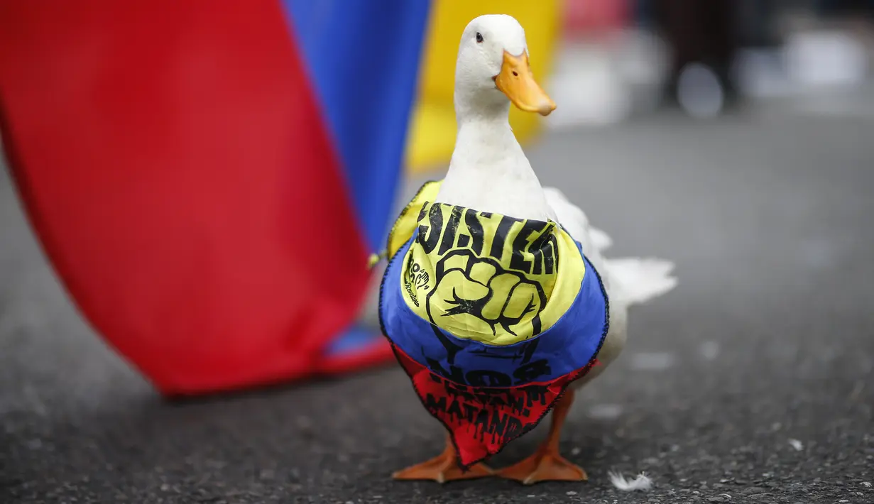 Seekor bebek mengenakan bandana dalam warna bendera nasional selama protes anti-pemerintah pada Hari Kemerdekaan Kolombia, di Bogota, Selasa (20/7/2021). Warga Kolombia turun ke jalan ketika pemerintah secara resmi mengajukan RUU reformasi pajak $3,95 miliar kepada Kongres. (AP Photo/Ivan Valencia)
