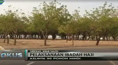 Saat ini pohon mindi atau Pohon Soekarno ini menghiasai Padang Arafah yang memiliki luas 3,5 X 3,3 kilometer di sepanjang jalan. 