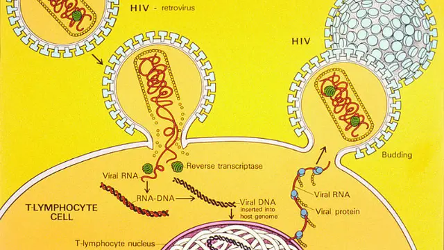 Dipicu Hubungan Seksual, Kasus HIV/AIDS Meningkat di China - Global ...
