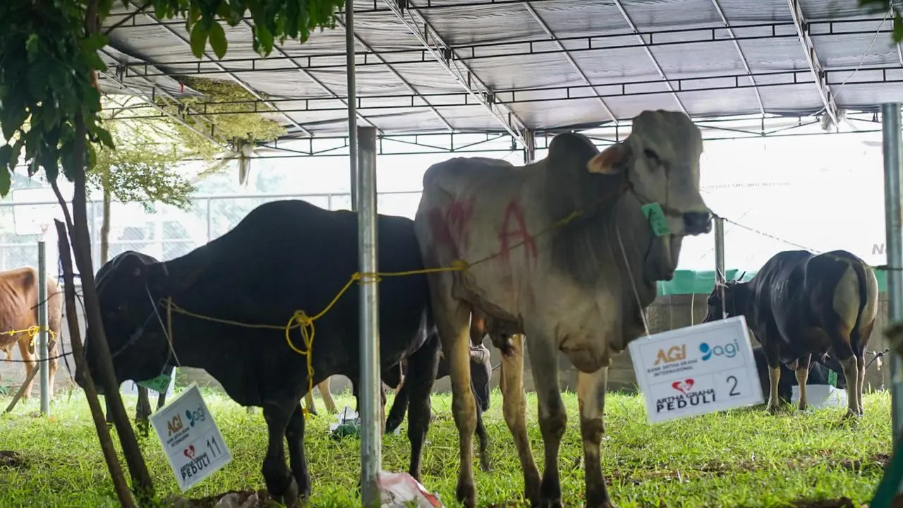 Dalam rangka memperingati Hari Raya Idul Adha 1446 H atau Idul Adha 2025, dilakukan menyalurkan puluhan ekor sapi dan kambing sebagai hewan kurban.