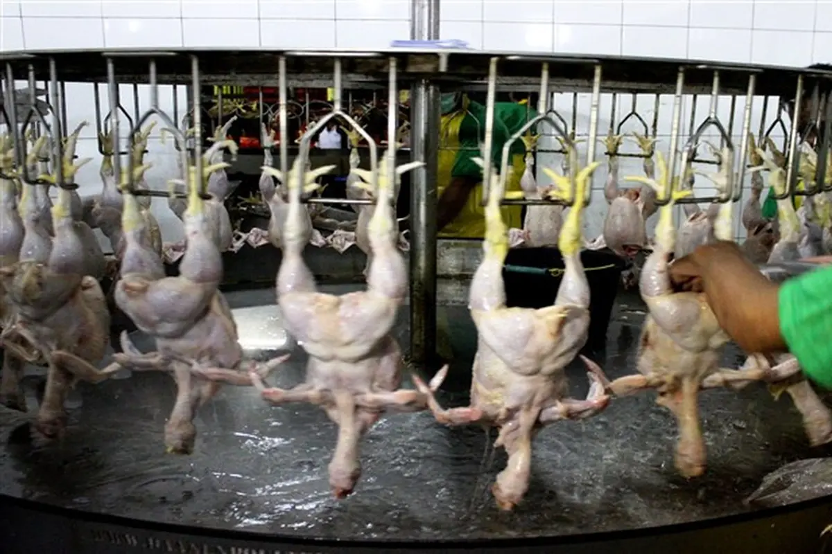 Ayam