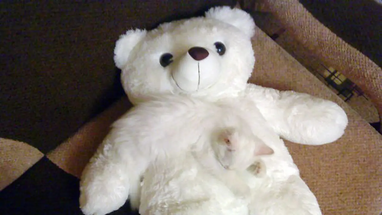 kucing berkamuflase