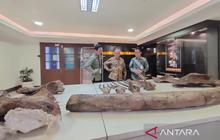 Penemuan Istimewa Fosil Gajah Purba Nganjuk 70 Persen Utuh, Ungkap Jejak Kehidupan Purba