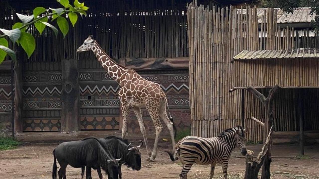 YMT Resmi Serahkan Pengelolaan Satwa Kebun Binatang Bandung ke Pemerintah
