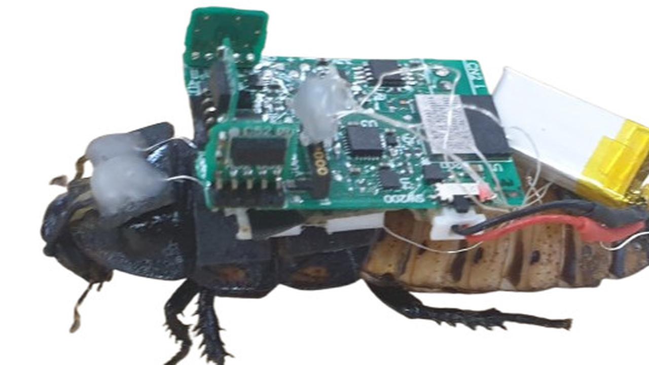 Ilmuwan Indonesia dan Jepang Ubah Kecoak Jadi Cyborg dengan Kekuatan Super, Ini Kehebatannya
