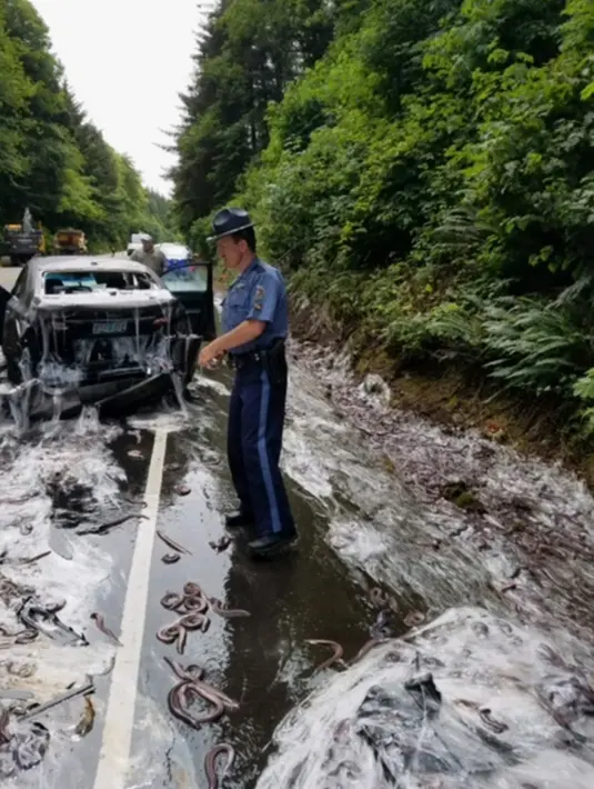 Perwira polisi berada di lokasi kecelakaan sebuah truk pengangkut belut berlendir di jalan raya Highway 101, Oregon, Kamis (13/7). Truk yang membawa 3.402 kg belut lendir itu tak bisa menghentikan laju dan malah terguling. (Oregon State Police via AP)