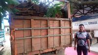 Tipidter Polda Sulawesi tenggara mengamankan 6 truk berisi kayu ilegal hasil illegal logging dari tiga kabupaten.(Liputan6.com/Ahmad Akbar Fua)