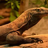 Ilustrasi komodo. (Image by Lois0002 from Pixabay)