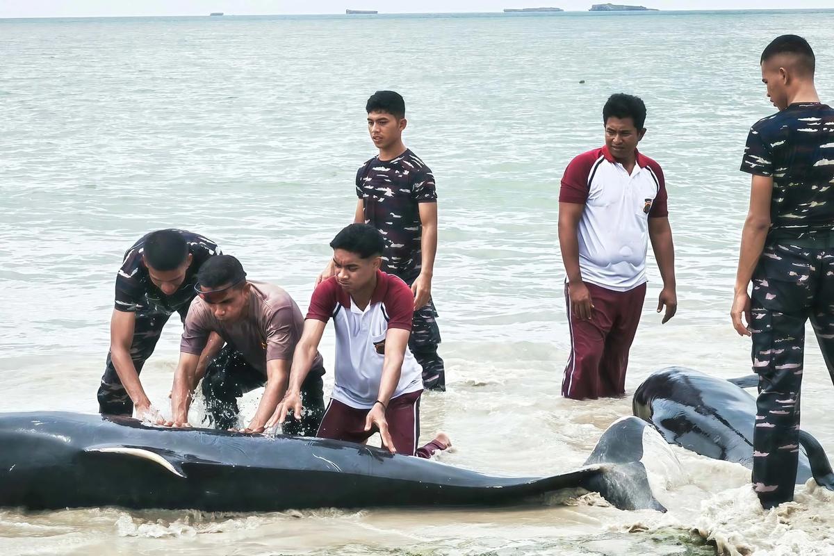 FOTO: Puluhan Paus Pilot Terdampar di Pantai Mbadokai NTT
