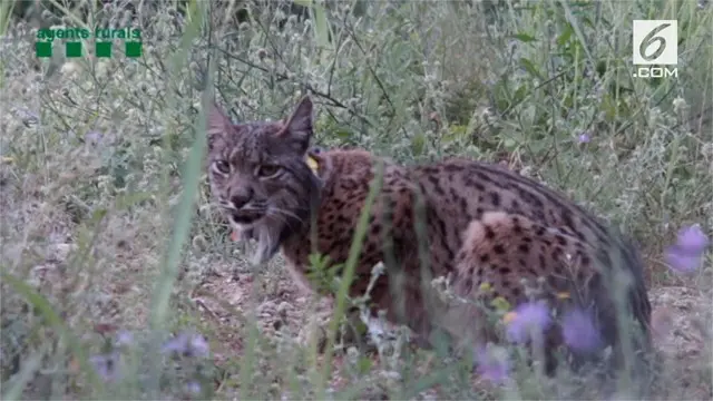 Seekor Lynx Iberia bernama Litio ditemukan di Spanyol usai dilepaskan pada 2016 di Portugal. Lynx Iberia adalah salah satu spesies yang terancam punah.