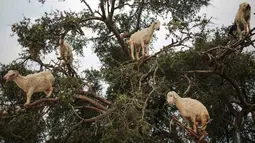 Kambing pemanjat pohon memakan Argania Spinosa, yang dikenal sebagai pohon Argan, di Essaouira, Maroko, Rabu (4/4). Setiap tahun, Argan memasuki musim berbuah sekitar bulan Juli dan sekawanan kambing akan langsung menyerbu pohon Argan (AP/Mosa'ab Elshamy)