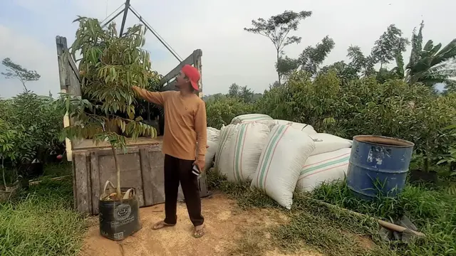 Kebun Durian Pati