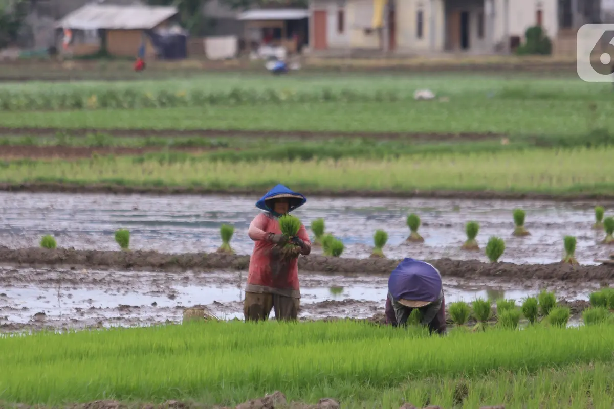 Kementan Targetkan 8,2 Juta Hektare Sawah untuk 20 Juta Ton Beras