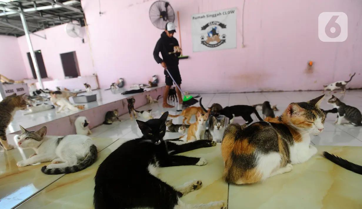 Kucing dan anjing itu tidak semuanya dikandang khusus. Hewan-hewan itu berinteraksi satu sama lain dalam bangunan seukuran rumah kontrakan.  (merdeka.com/Arie Basuki)