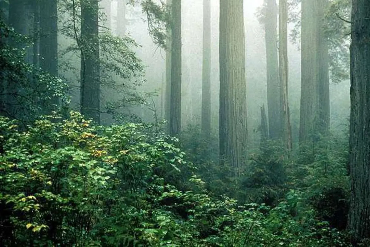 Hutan pohon redwood
