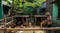 Simulasi Untung Ternak Ayam Kampung 20 Ekor, Raih Cuan Maksimal dari Skala Rumahan