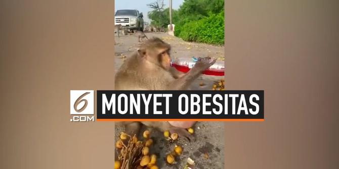VIDEO: Monyet Obesitas di Thailand Jadi Idola Wisatawan
