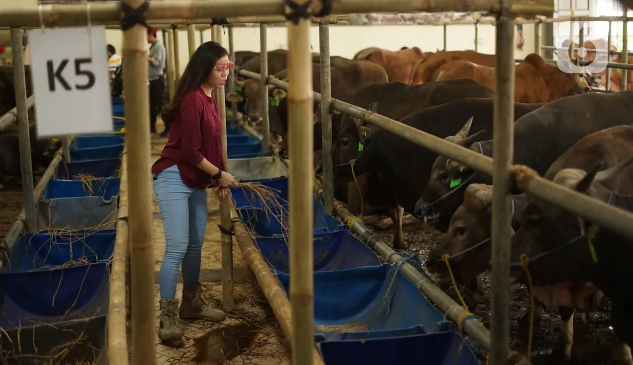 Sales Promotion Girl (SPG) memberi makan hewan kurban di Mal Hewan Qurban H. Doni di Depok, Jawa Barat, Kamis (16/7/2020). Di masa pandemi, mal hewan kurban kembali menggunakan jasa SPG untuk menawarkan sapi dan kambing dengan tetap menerapkan protokol kesehatan. (Liputan6.com/Immanuel Antonius)