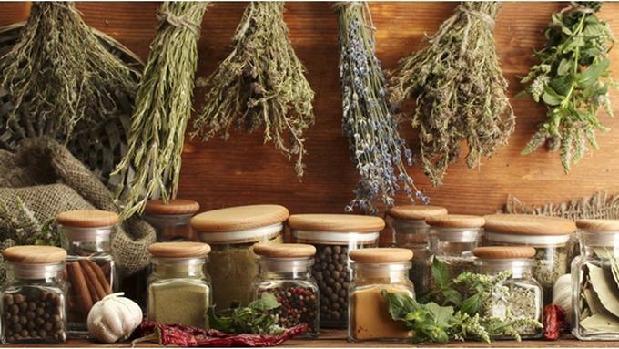  Tanaman  Herbal  Obat  Penyakit Ginjal Kronis yang Berbahaya 