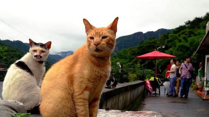 Populasi besar kucing liar yang membuat desa Huotong di Taiwan utara terbebas dari jerat kebangkrutan (AP/Wally Santana)
