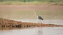 Seekor burung kuntul berjalan di Danau Dongting Barat, Changde, Provinsi Hunan, China, 11 November 2020. Danau Dongting Barat, beserta lahan basahnya yang memiliki kekayaan hayati, telah menjadi jalur utama bagi kawanan burung yang bermigrasi. (Xinhua/Chen Sihan)