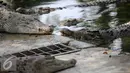Sejumlah buaya tampak bersantai di pinggir kolam Taman Buaya Indonesia Jaya (TBIJ), Jawa Barat, Minggu (26/7/2015). Taman Buaya Cikarang merupakan salah satu penangkaran terbesar di Asia bahkan dunia. (Liputan6.com/Faizal Fanani)