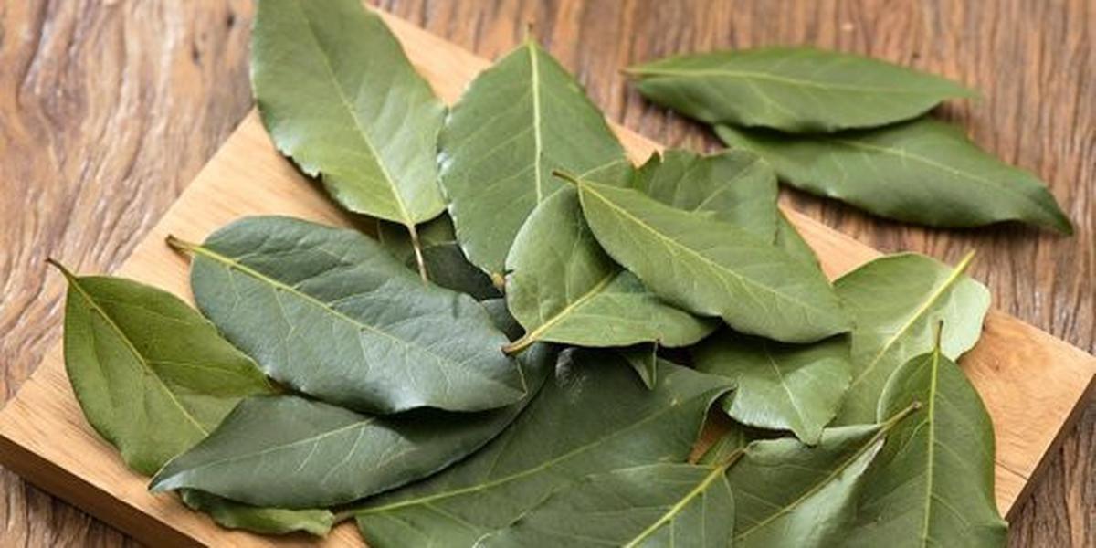 Daun Salam (Sumber: iStock)
