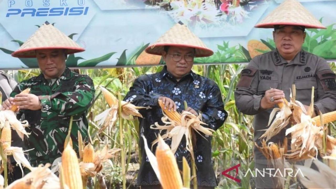 Kubu Raya Optimalkan Lahan Luas untuk Dorong Pengembangan Jagung dan Ketahanan Pangan Nasional