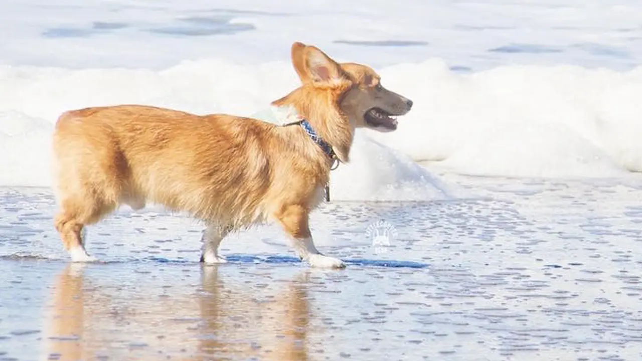 Anjing Corgi