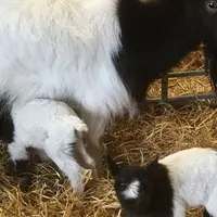 Kambing Bagot benar-benar spesies langka dan terancam punah. 