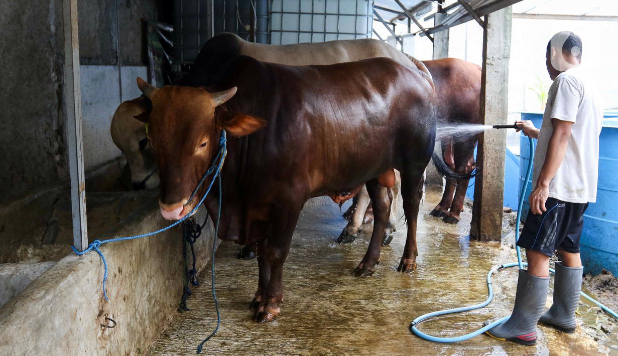 Pemanfaatan Limbah Kotoran Sapi Jadi Biogas Untuk Rumah Tangga dan ...