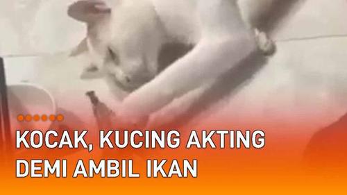 VIDEO: Kocak, Kucing Akting Lemas Demi Ambil Ikan Majikan