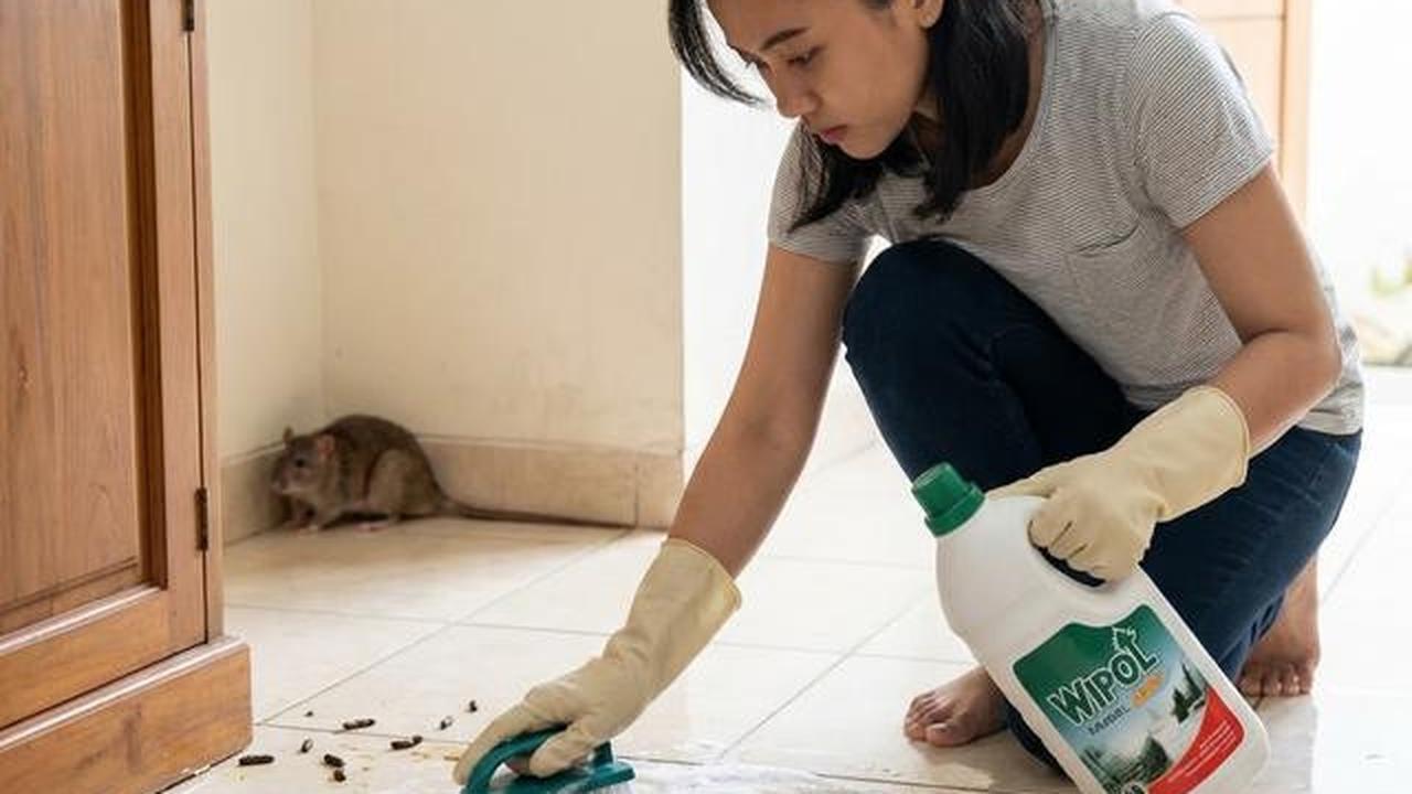 7 Cara Mengatasi Tikus Got Masuk Rumah Saat Musim Hujan, Mudah Dilakukan dan Ampuh