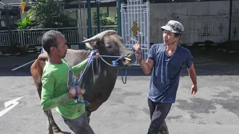 Usai Salat Idul Adha, Umat Muslim Menyembelih Hewan Kurban