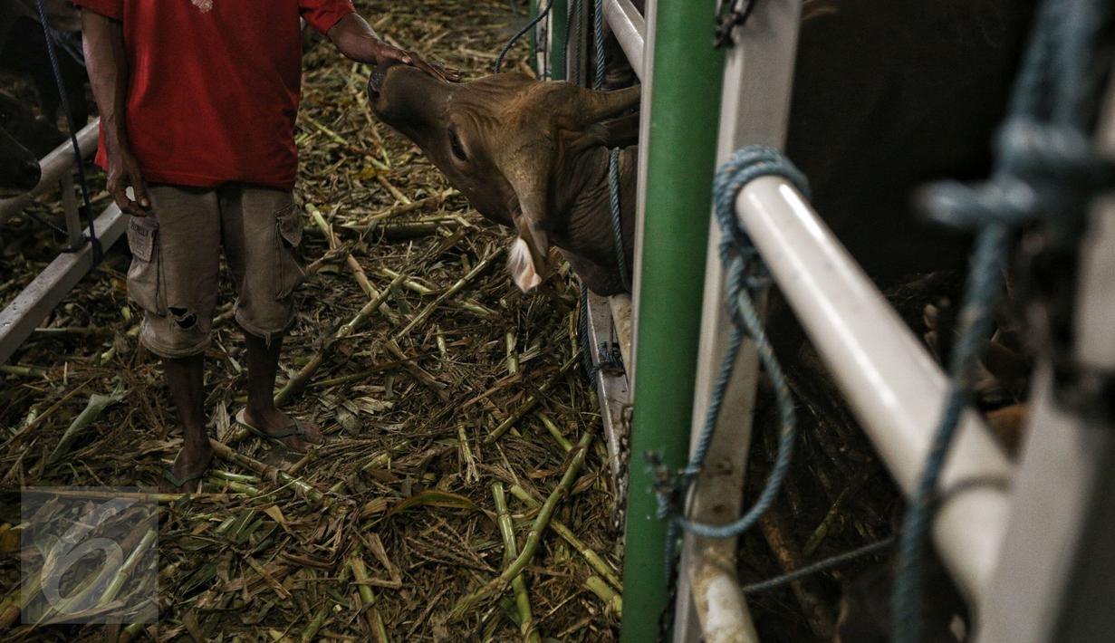 Petugas memeriksa kondisi sapi yang baru saja tiba di Pelabuhan Tanjung Priok, Jakarta, Selasa (9/2). 500 ekor sapi yang didatangkan oleh Kementan RI tersebut terdiri dari 300 ekor sapi Bali dan 200 ekor sapi Sumba Ongole. (Liputan6.com/Faizal Fanani)