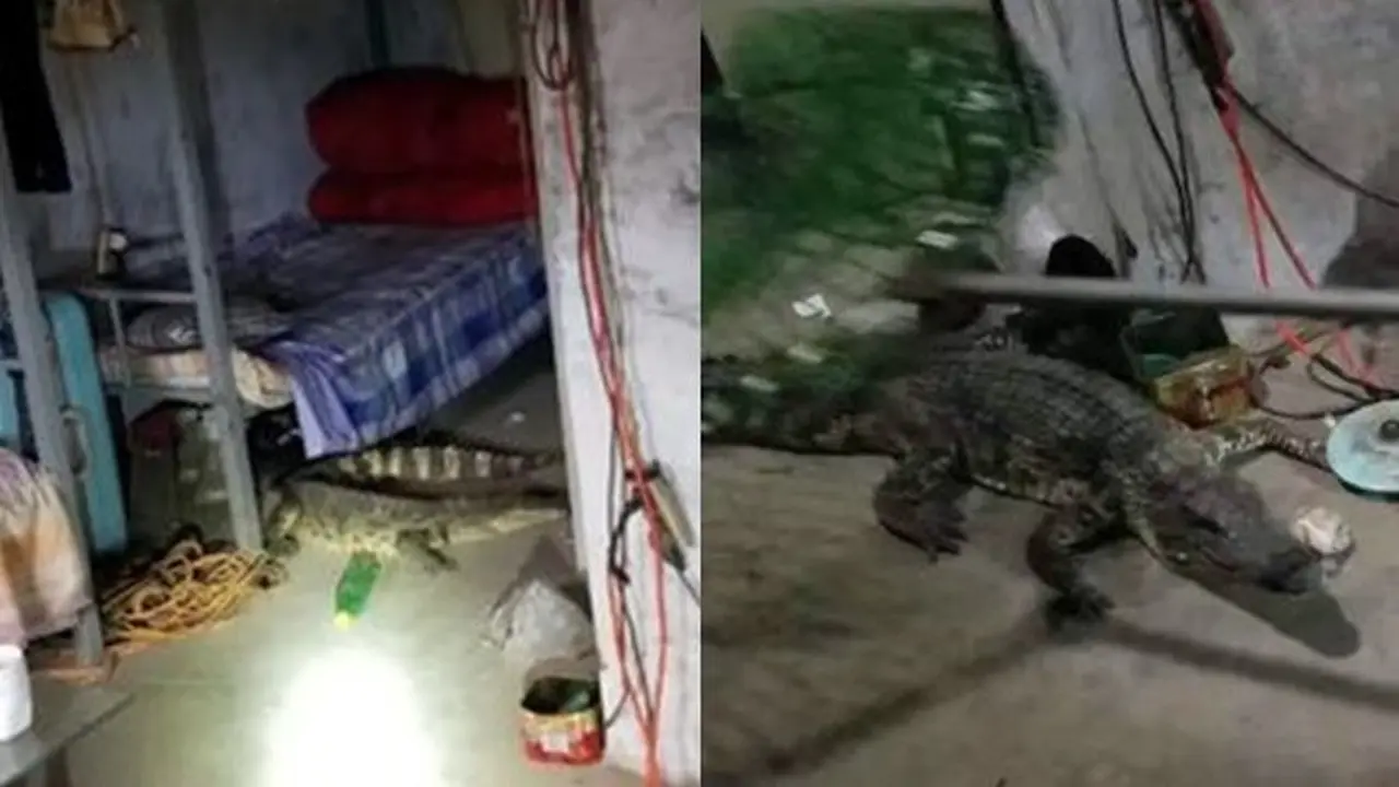 Punya Kamar Berantakan, Pria Ini Tak Sadar Tidur dengan Buaya