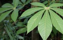 Daun Singkong: Si Hijau Kecil dengan Segudang Manfaat