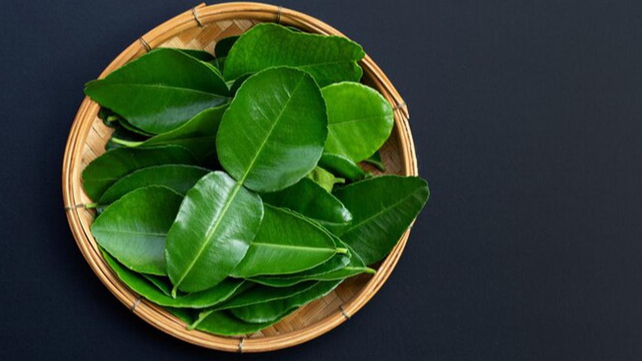 Trik Mengatasi Rasa Pahit pada Daun Jeruk Purut Bubuk dengan Mudah