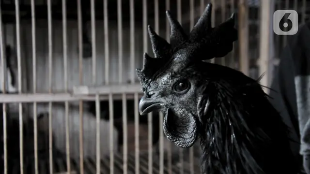 Melestarikan Si Hitam Cemani