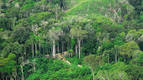 7 Hal Menakjubkan di Balik Hutan Amazon yang Tengah Terbakar Hebat