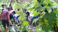 Kerabat bersama warga mengangkat jasad Wna Mardiani yang dikubur di sawah belakang kos-kosan. (Liputan6.com/Yuliardi Hardjo)