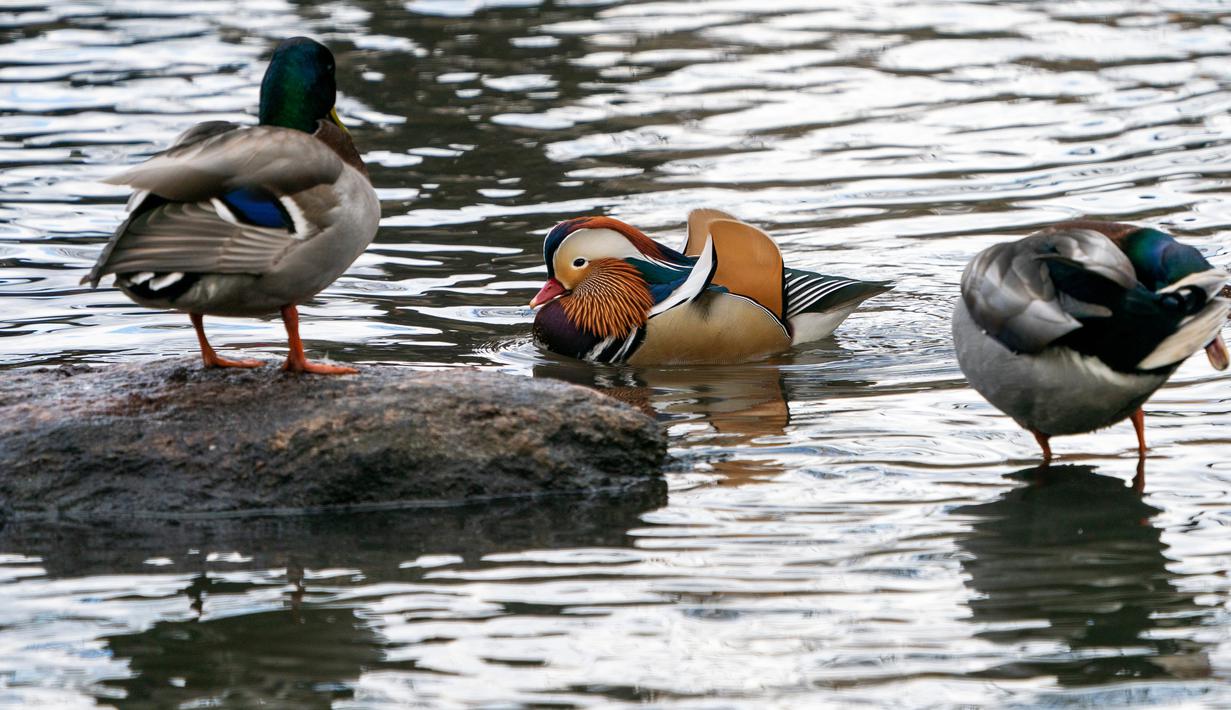 Bebek mandarin muncul di antara bebek-bebek lain di sebuah kolam di Central Park, New York, Selasa (27/11). Bebek yang punya lebih dari 10 warna bulu tersebut umumnya ditemukan di China, Jepang dan beberapa negara di Eropa. (Don EMMERT / AFP)