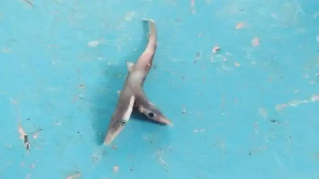 6 Temuan Langka Ikan Berkepala Dua, Aneh Tapi Nyata