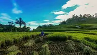 Harga Gabah Menguat Kesejahteraan Petani Meningkat