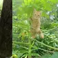 Potret lucu kucing di atas pohon (sumber: 1cak.com)